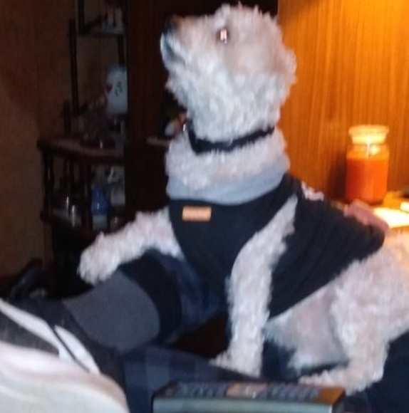 Meet your Posher, Donna - Picture 1 of 1